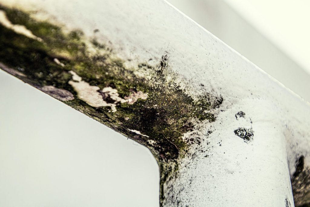 Nahaufnahme eines Metallstücks, auf dem Moos wächst