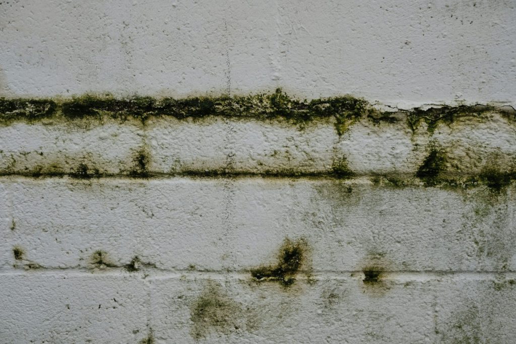 Nahaufnahme einer mit Moos bewachsenen Backsteinmauer